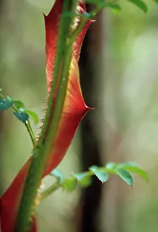 Erotic: Rose