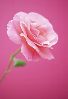 Sexy: Rose