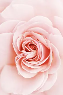 Sexy: Rose