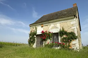 Surrounded: Rose (Rosa sp) on a small house surrounded by vineyards