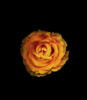 Unexplained: Rose