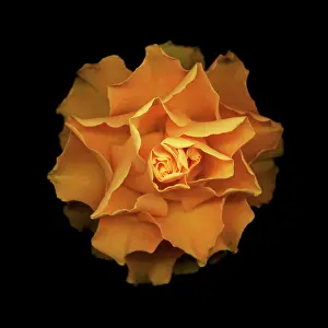 Opulent: Rose