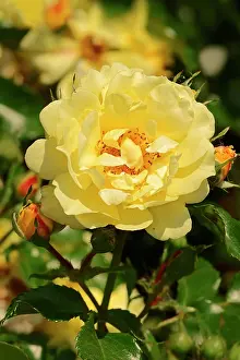Angel: Rose (Rosa spp.), Yellow Angel variety, blossom