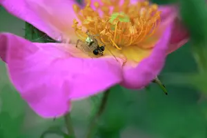 Breeze: Rose, Rosa Summer Breeze, Close cropped view of