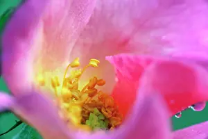 Breeze: Rose, Rosa Summer Breeze, Close view of an open