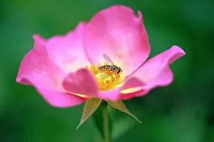 Breeze: Rose, Rosa Summer Breeze, Close view of an open