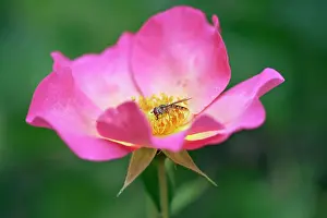 Breeze: Rose, Rosa Summer Breeze, Close view of an open