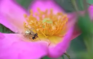 Favourite: Rose, Rosa Summer Breeze, Very close view of open