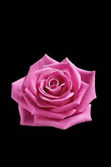 Spathiphyllum: Rose, Rosa, . Front view of cut out of one pink flower