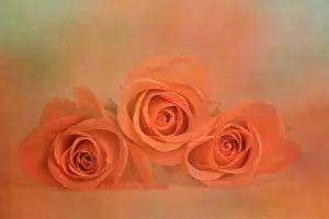 Triple: Rose, Rosa, Front view of three partly open orange