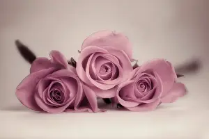 Triple: Rose, Rosa, Front view of three partly open pink