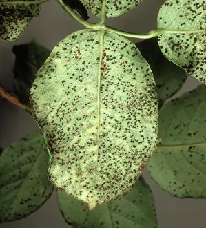 Uredospore: Rose rust