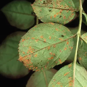 Infected: Rose rust