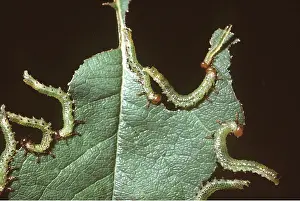 Caterpillars: ROSE SAWFLY - larvae / caterpillar