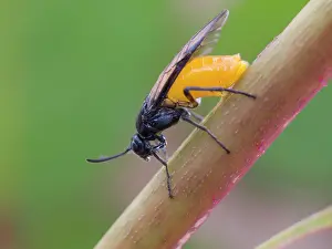Sawfly: Rose Sawfly - laying eggs in rose stem