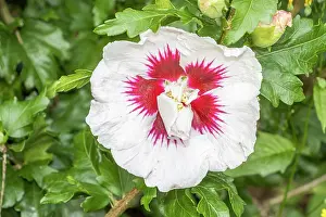 Whites: Rose of Sharon, Hibiscus syriacus HslA ne, flowers