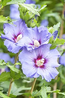 Tracheophyta: Rose of Sharon, Hibiscus syriacus Marina, flowers