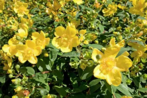 Johns: Rose of Sharon / St JohnIs Wort