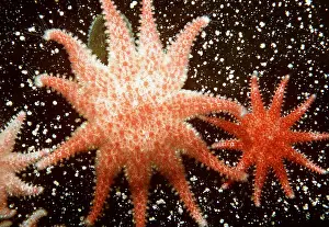 Echinoderms: ROSE STAR - Circumpolar