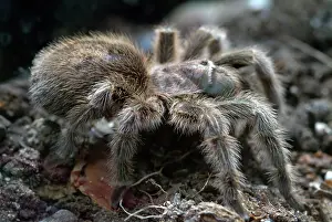 Grammostola: Rose tarantula