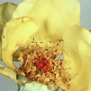 Thunder: Rose thrips on damaged rose flower
