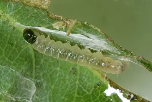 Tortricidae: Rose Tortrix
