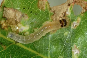 Tortricidae: Rose Tortrix