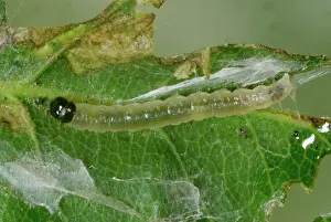 Tortricidae: Rose Tortrix