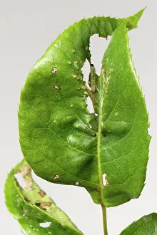 Tortricidae: Rose Tortrix
