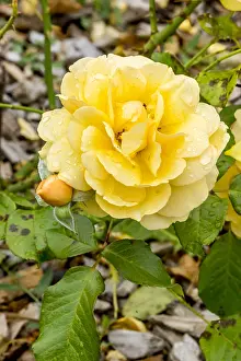 Queen: Rose tree Amber Queen in bloom in a garden
