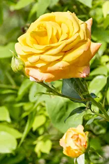Queen: Rose tree Amber Queen in bloom in a garden