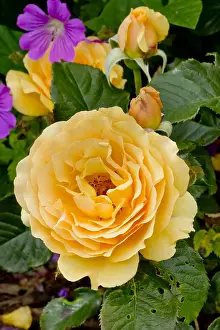 Queen: Rose tree Amber Queen in bloom in a garden
