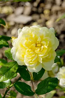 170519: Rose tree Anny Duperey in bloom in a garden