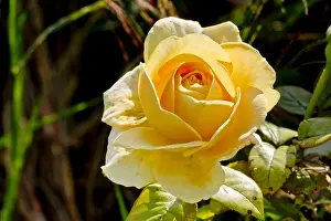 170519: Rose tree Bataclan in bloom in a garden