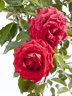 Watson: Rose tree Docteur Watson in bloom in a garden