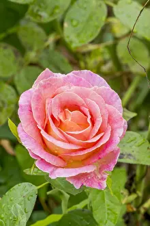 Perenni: Rose tree Elle in bloom in a garden