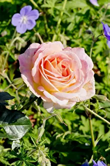 170519: Rose tree Elle in bloom in a garden