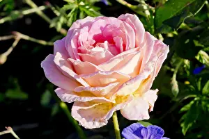 170519: Rose tree Elle in bloom in a garden