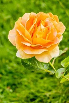 Thomas: Rose tree Graham Thomas in bloom in a garden