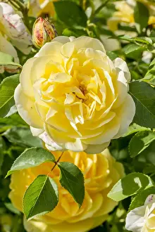 Thomas: Rose tree Graham Thomas in bloom in a garden