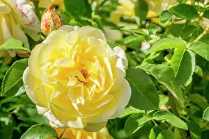 Private: Rose tree Graham Thomas in bloom in a garden