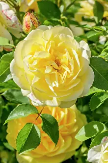 Private: Rose tree Graham Thomas in bloom in a garden
