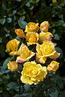 D Or: Rose-tree Graine d'Or in bloom in a garden