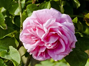 Perenni: Rose tree Mme Gabriel Luizet in bloom in a garden