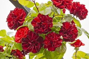 170519: Rose tree Ruth Leuwerick in bloom in a garden