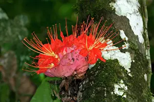 Nacional: Rose of Venezuela (Brownea macrophylla), blossom