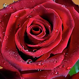 Raindrops: Rose with water drops