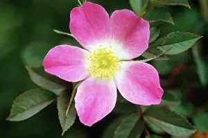 Canina: Rose, Wild Rose, Dog Rose
