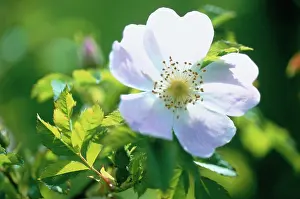 Canina: Rose, Wild Rose, Dog Rose