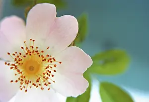Wildness: Rose
